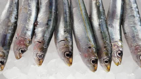 anchoas frescas en hielo