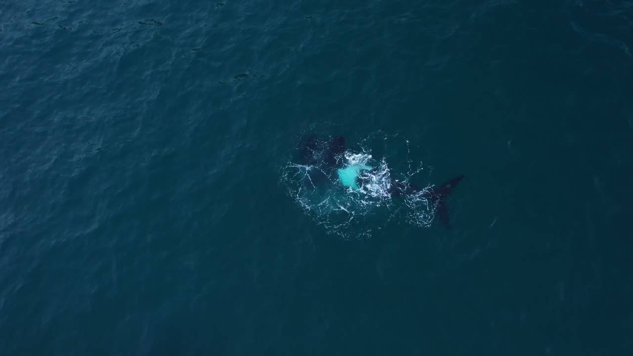 Aerial footage of a humpback whale diving and resurfacing in South Africa's