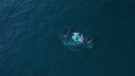 Aerial-footage-of-a-humpback-whale-diving-and-resurfacing-in-South-Africa's