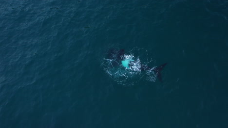 Imágenes-Aéreas-De-Una-Ballena-Jorobada-Buceando-Y-Resurgiendo-En-Sudáfrica