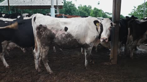 vacas en un cobertizo de la granja