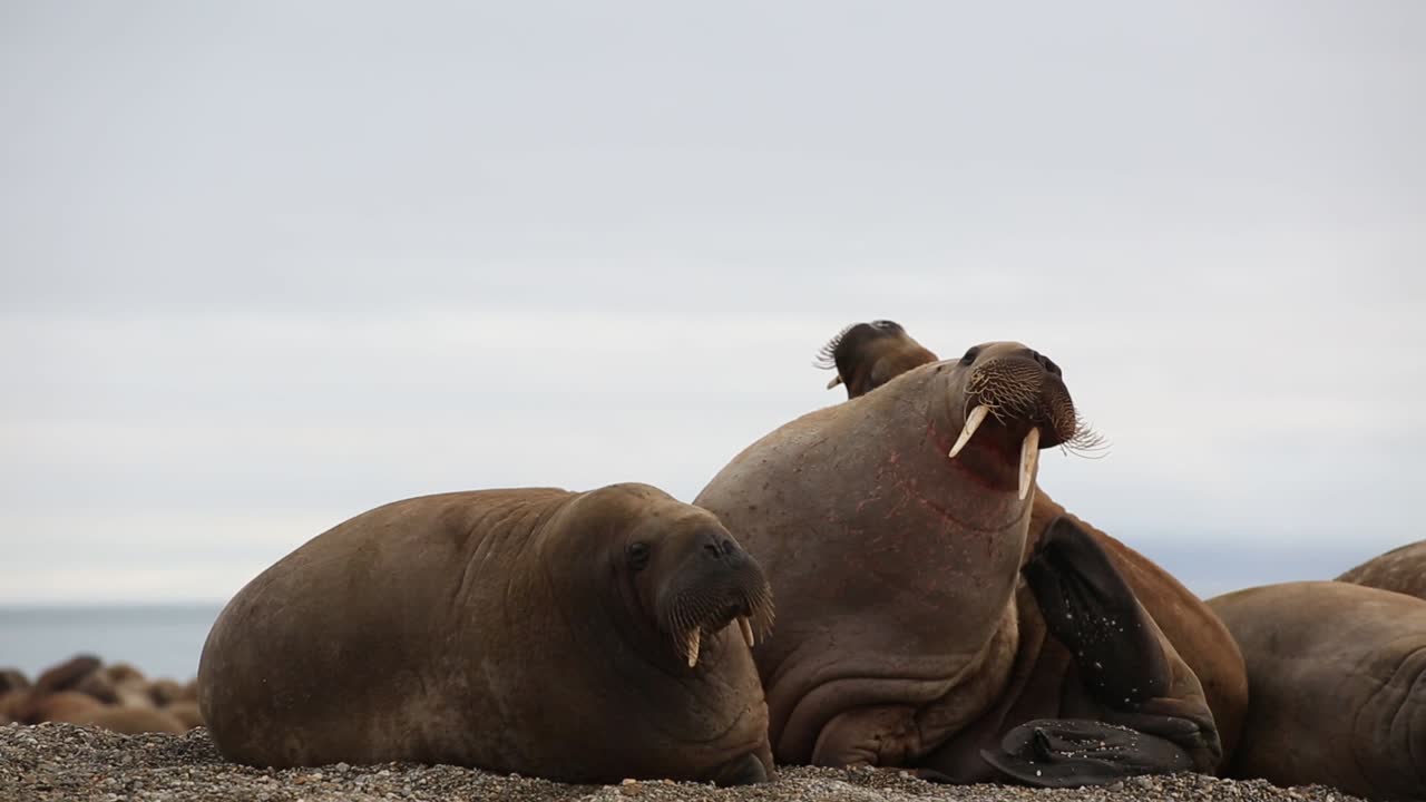 A walrus is scratching his head while laying with others