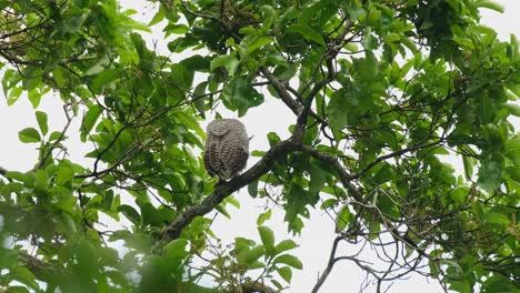 seen from its back perched on a branch as it looks like it wants to turn around, spot-bellied eagle-owl bubo nipalensis, kaeng krachan national park, thailand