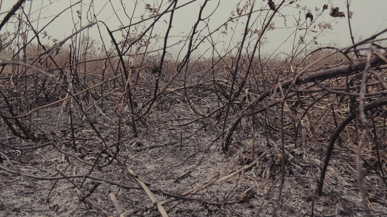 Post-Fire Desolation. Burned Earth and Charred Vegetation in a Devastated Landscape. Climate change. Forest burning
