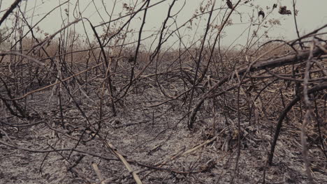 post-fire desolation. burned earth and charred vegetation in a devastated landscape. climate change. forest burning