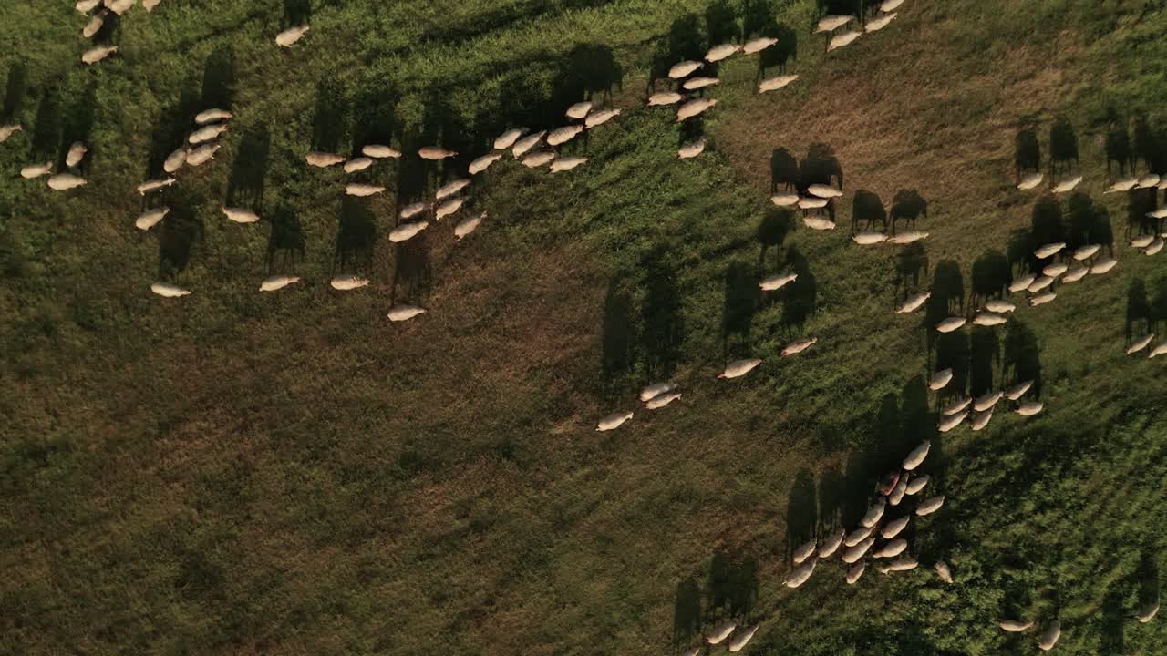 Aerial overhead zoom out shot of hundreds of white sheep grazing on a meadow close to a road on a late summer day in Sihla, Slovakia