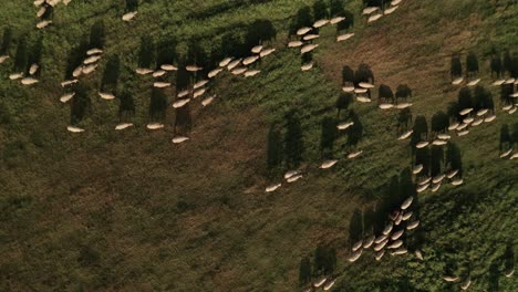 aerial overhead zoom out shot of hundreds of white sheep grazing on a meadow close to a road on a late summer day in sihla, slovakia