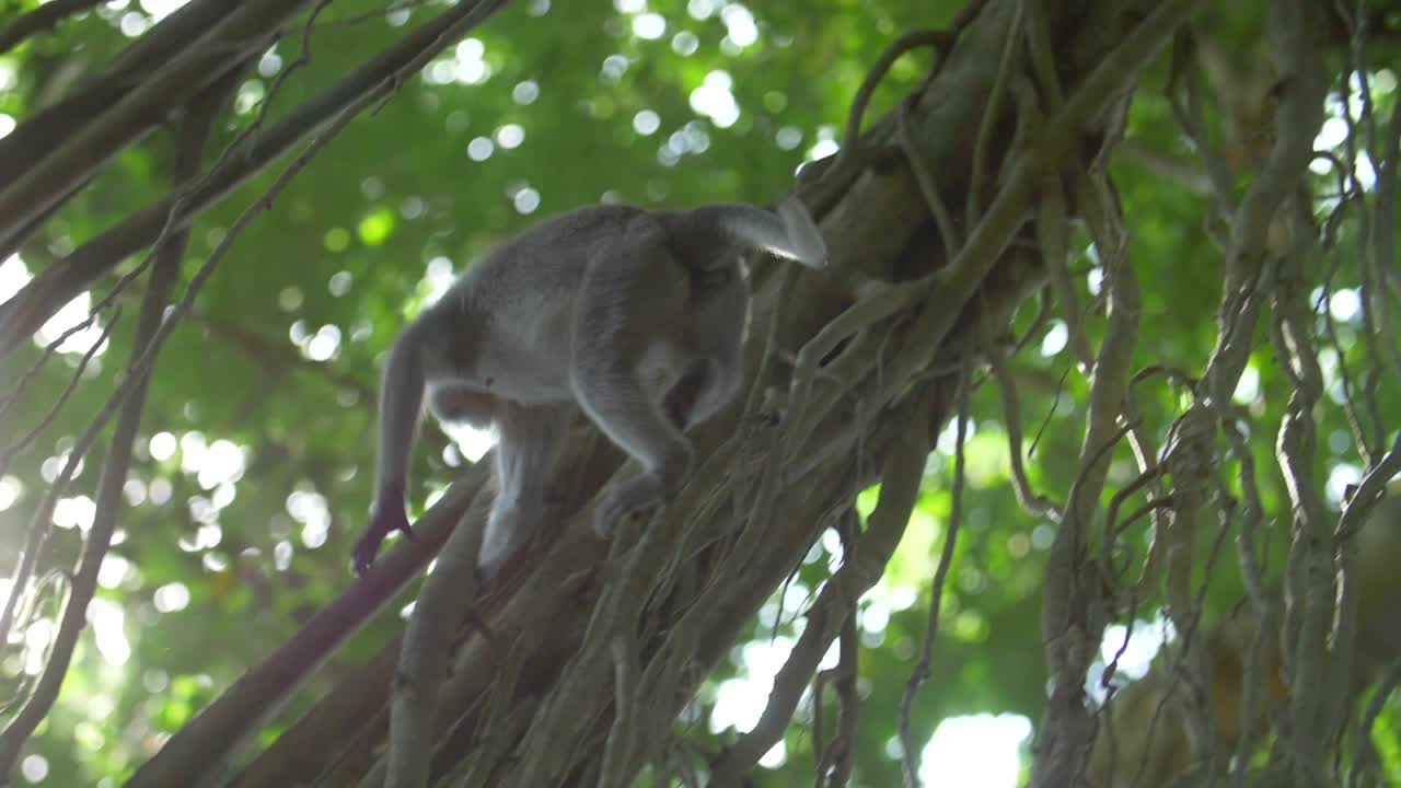 Leaping Monkey in a Sunny Rainforest