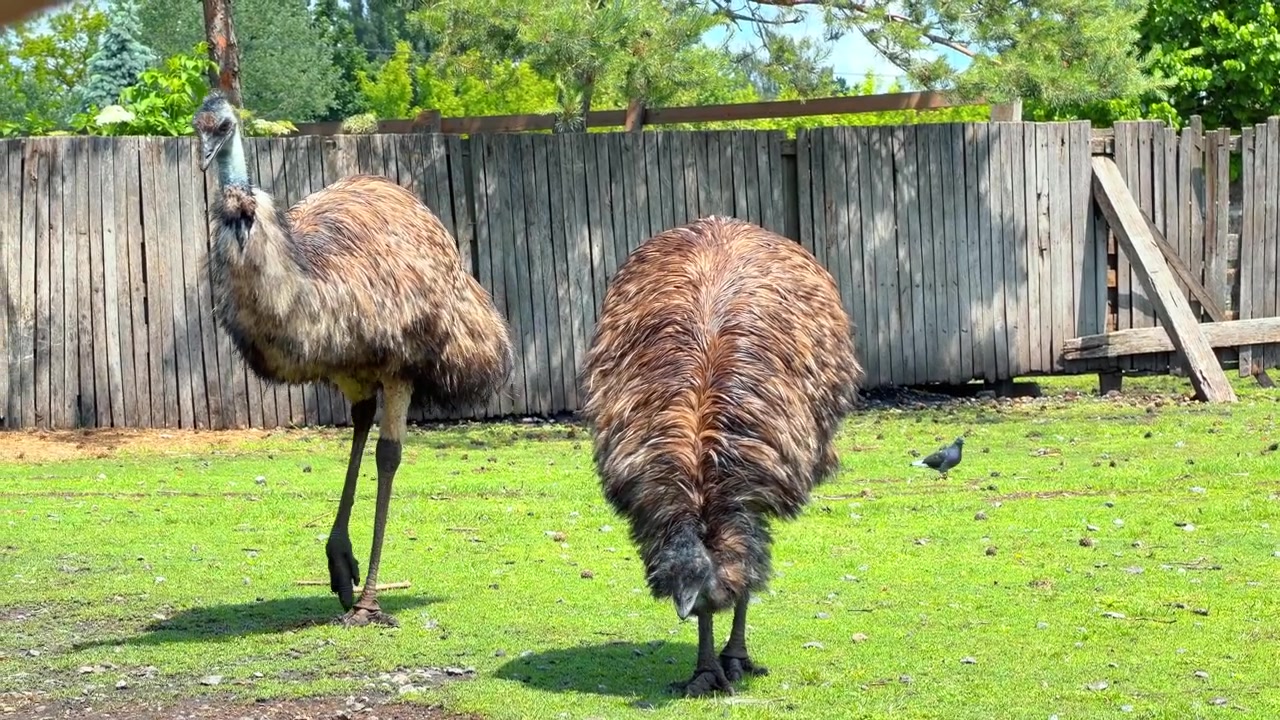 Dua burung emu berdiri di kandang berumput. Burung besar yang tidak bisa terbang di samping pagar kayu tinggi yang lapuk di bawah cahaya siang yang terang.