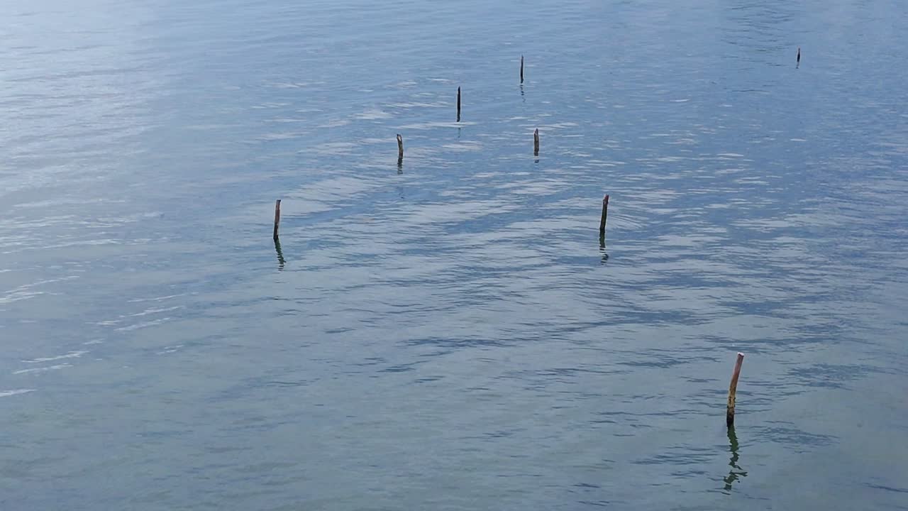 Old wooden posts emerging from calm water in a tranquil setting with ripples across the surface