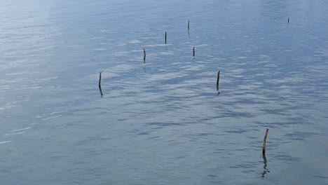 old wooden posts emerging from calm water in a tranquil setting with ripples across the surface