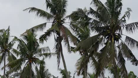 hojas de palma en el árbol moviéndose por el viento en un día nublado