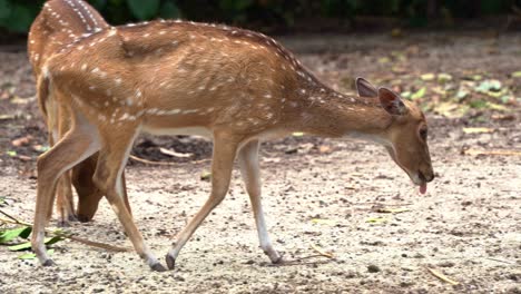 Two-cute-fawns-chital-deer,-axis-axis-with-reddish-brown-fur-marked-by-white-spots,-feeding-on-a-leafy-branch-on-the-ground,-close-up-shot