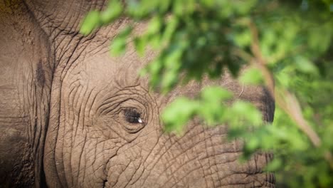 Elefante-Africano-A-Través-De-Los-Arbustos,-Muy-Cerca,-Zimbabwe,-áfrica