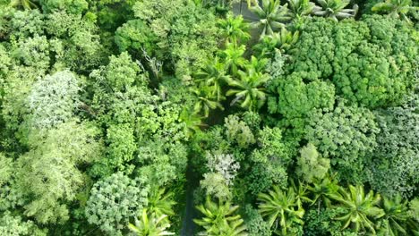 a paved road disappears into the trees of a jungle in south east hawaii island