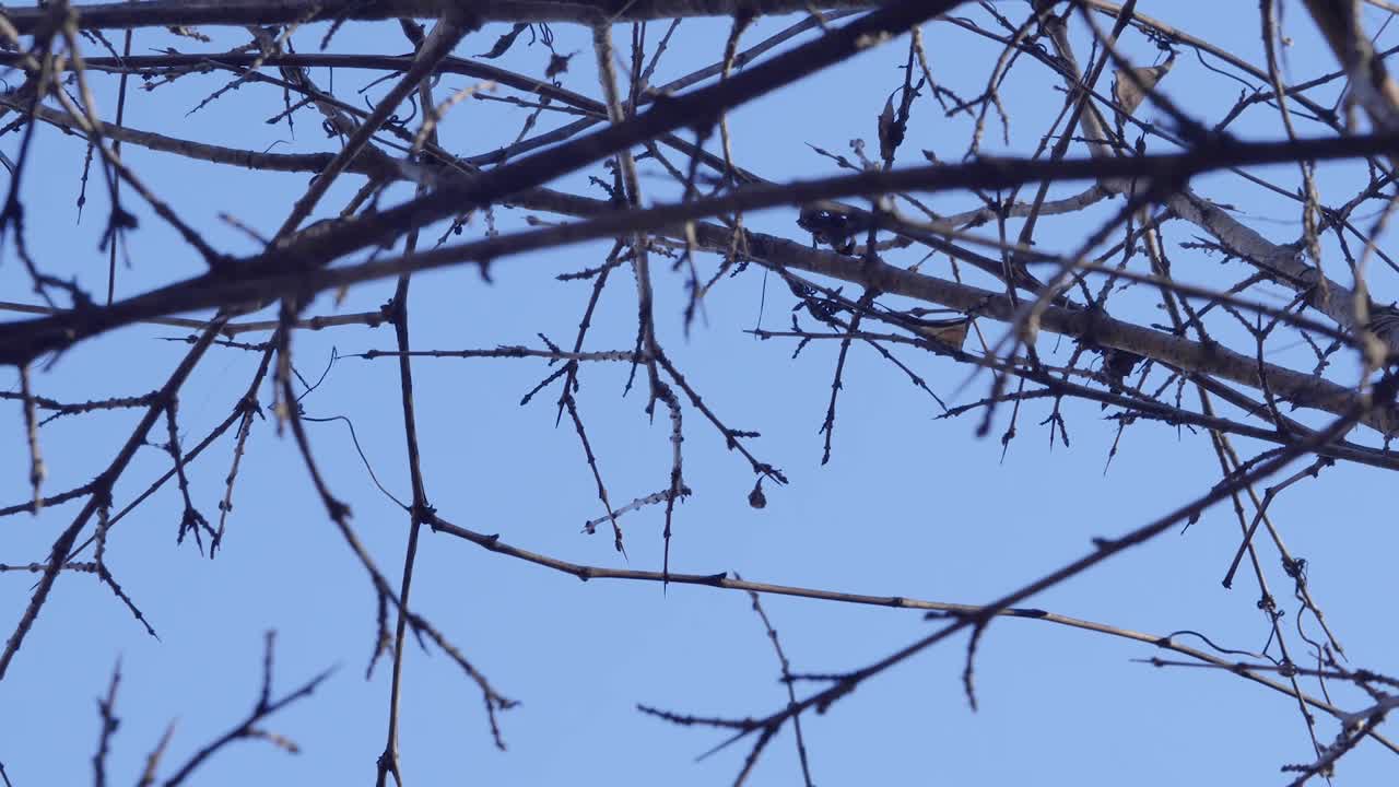 Wind blowing leaves on branches on top of trees