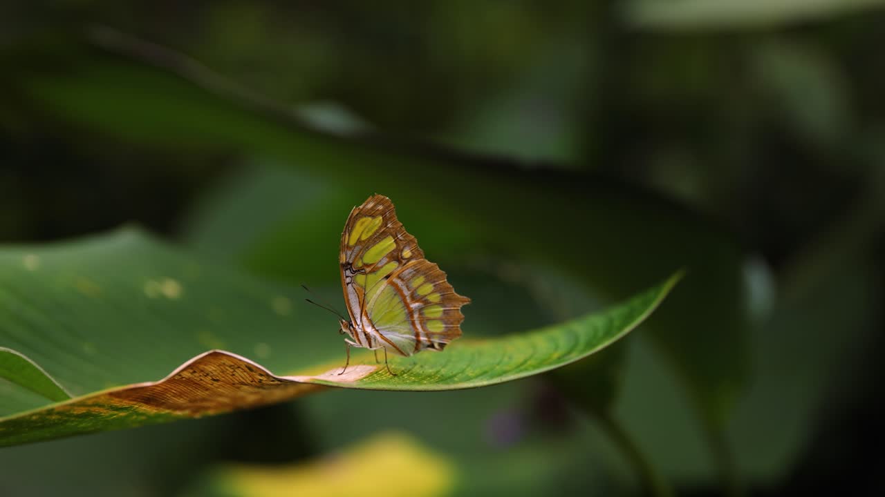Stunning closup detail shot of Malachite Butterfly resting on a leaf