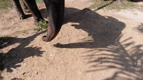 Ein-Schöner-Junger-Thailändischer-Elefant,-Der-Sein-Essen-Mit-Seinem-Rüssel-Hält---Nahaufnahme