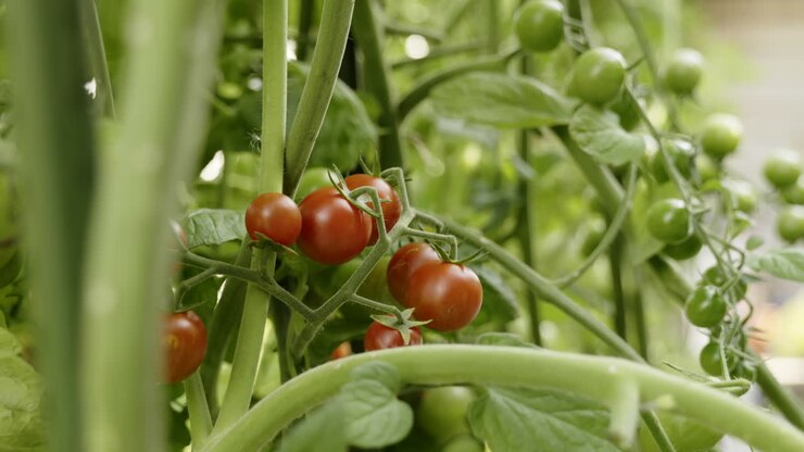 Cherry Tomatoes Growing on Vine