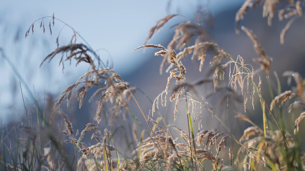 Delicate hoarfrost on the dry spikelets of grass