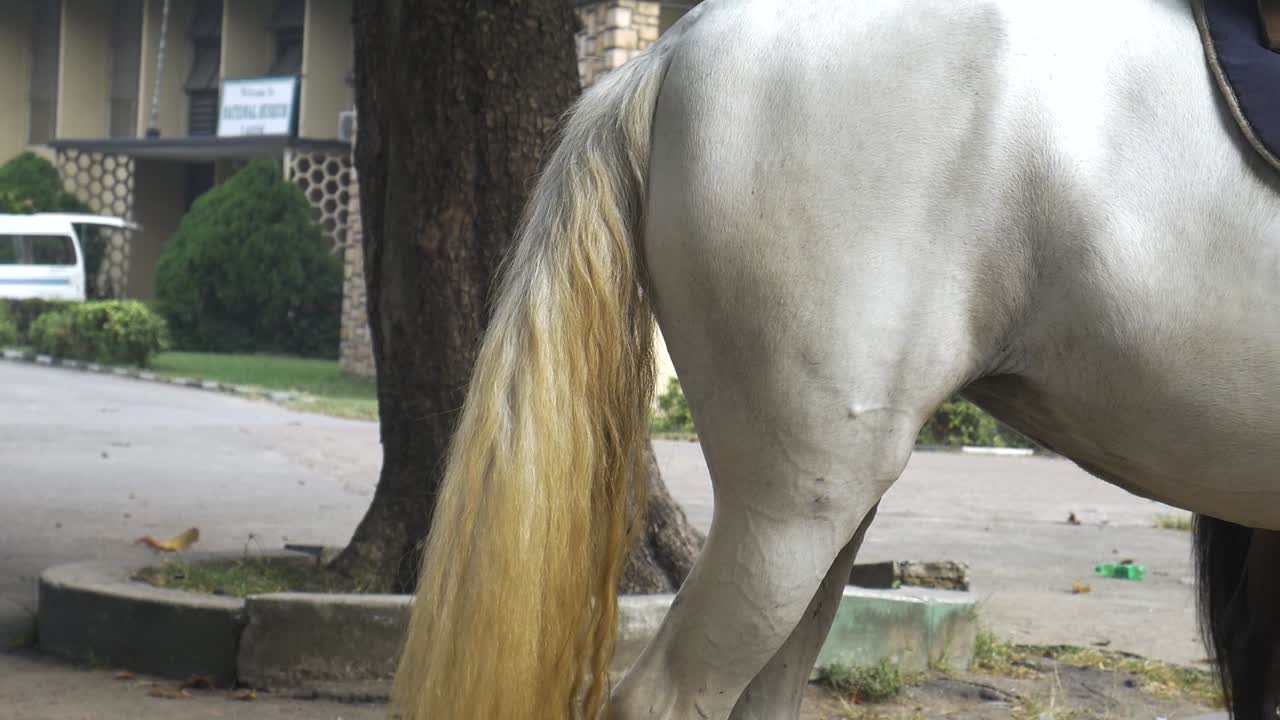 caballo blanco moviendo la cola, plano medio
