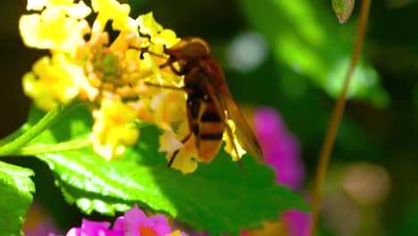 honey bee apis during pollination in yellow  flowers