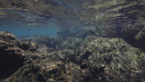 Parque-De-La-Isla-De-Maní-Vista-Submarina-De-Rocas-Y-Peces-Bajo-La-Superficie