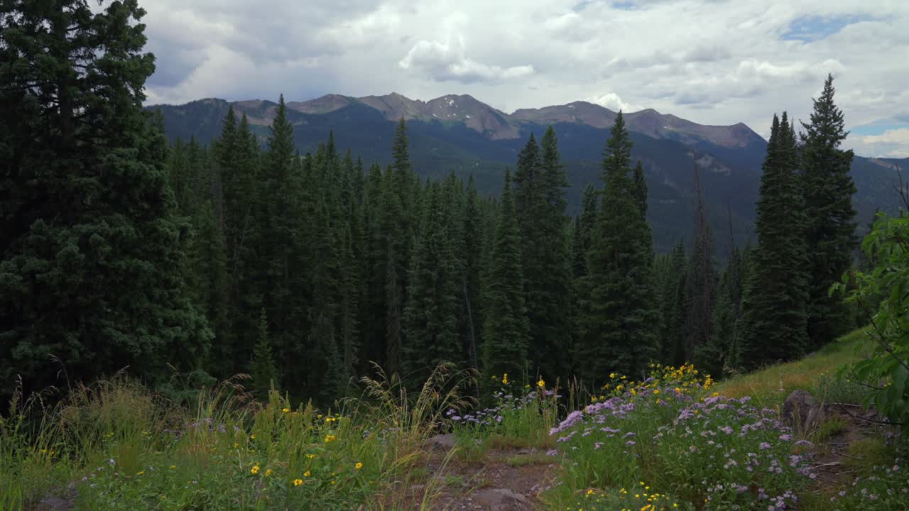 Summer summer yellow purple wildflower spring Kebler Pass Ohio Pass Irwin Lake Lost Lake Crested Butte Rocky Mountains nature scenic landscape Colorado morning gray cloudy skies slide left motion