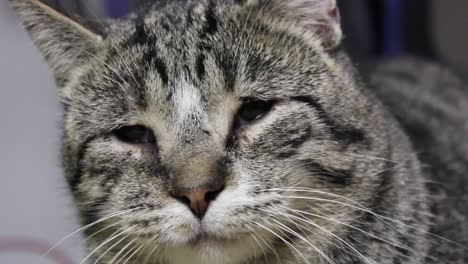 gato atigrado adulto cansado sentado en la sala de estar de una casa