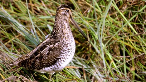 Macro-Shot-Of-African-Common-Snipe-In-Wild-Nature-,-Unique-Species-Of-Birds