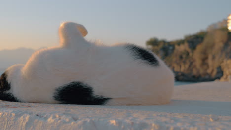 Playful-black-and-white-cat-near-the-sea