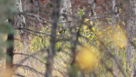 Zooming-in-on-a-bull-moose-walking-through-an-aspen-forest-at-a-fast-pace