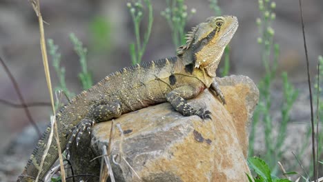 eastern water dragon basking in the late afternoon sun on a rock