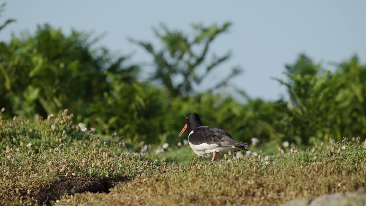 Slow Motion Oystercatcher a UK Bird, Oystercatcher on the Green Grass on Skomer Island in Wales, Bird Walking on the Ground, UK Birdlife and Wildlife in Low Angle Shot