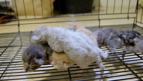 Newborn-KIttens-Struggling-Inside-The-Steel-Cage-In-Thailand-During-Pet-Expo-2020---close-up