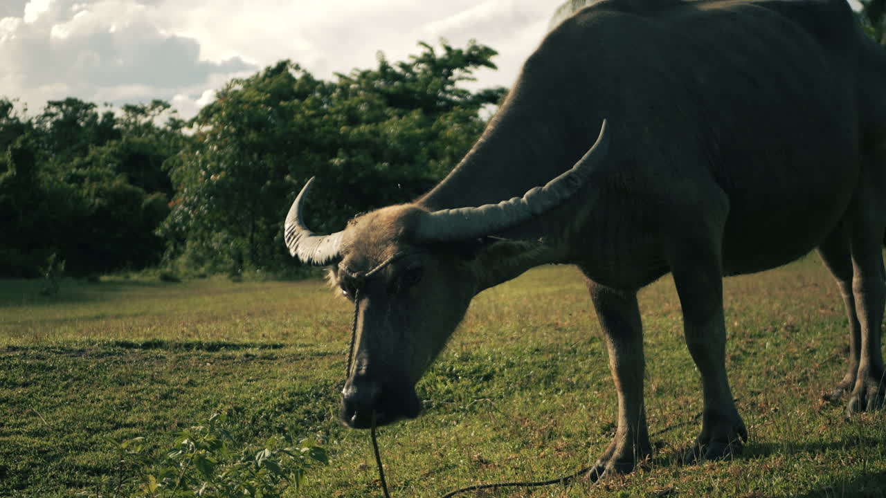 Water Buffalo Grazing in Field