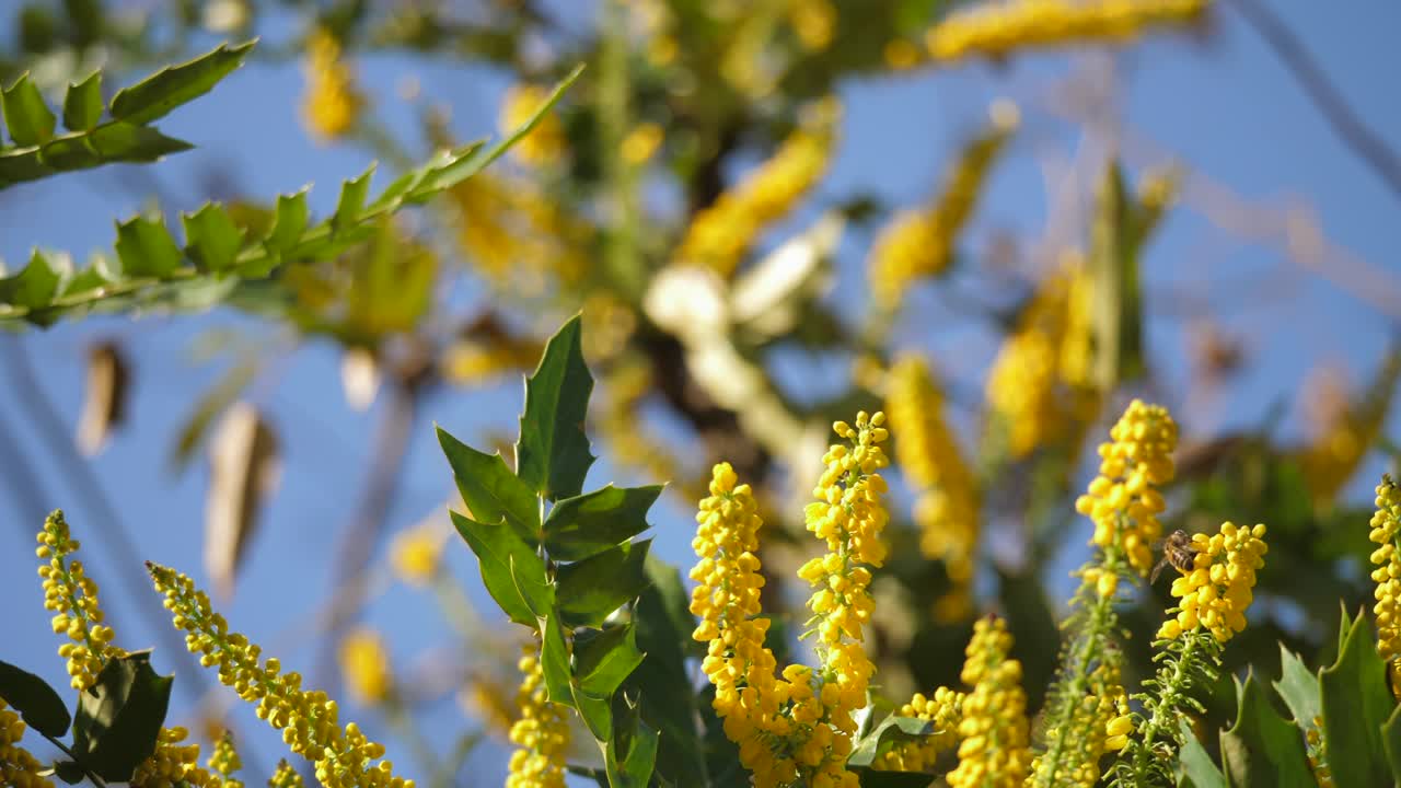 mahonia lomariifolia 관목의 꽃을 수분하는 꿀벌의 받침대 보기