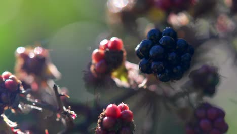 Close-up-of-sweet-blackberry-bush-basking-in-the-sun,-New-Zealand