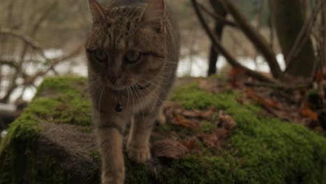 gato gatito gris europeo en el bosque con nieve en cámara lenta de invierno 4k