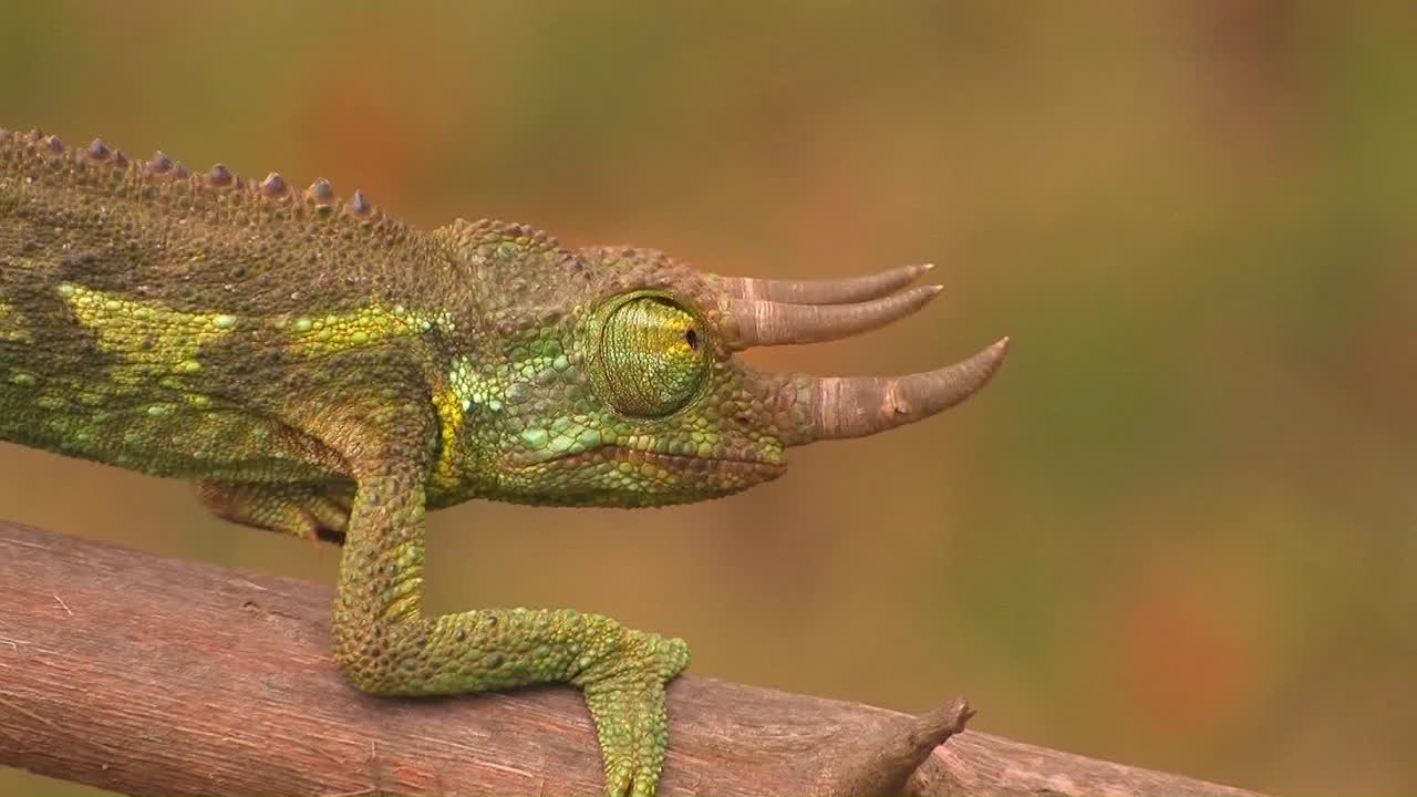 рогатый хамелеон ходит по ветвям
