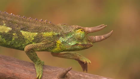 a horned chameleon walks through the branches