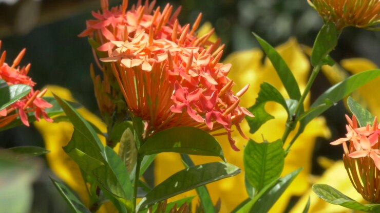 Vista ravvicinata di fiori di Ixora arancioni in fiore e fogliame verde lussureggiante