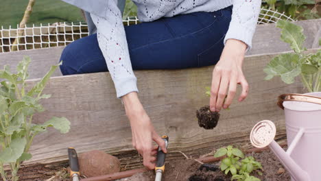 hands of biracial woman planting, gardening with copy space, slow motion