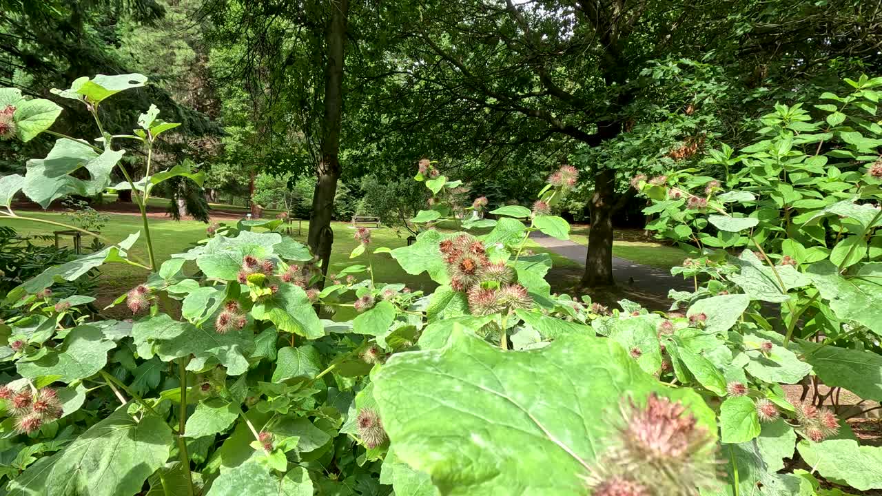 Camera slowly pans across greater burdock plants with spiky seed heads in a vibrant, sunlit botanical garden, highlighting lush greenery and natural textures