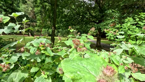 camera slowly pans across greater burdock plants with spiky seed heads in a vibrant, sunlit botanical garden, highlighting lush greenery and natural textures