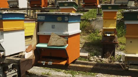 bees swarm around painted beehives at bulgarian apiculture farm