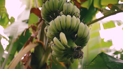 Bananenbaum-Mit-Unreifen-Früchten---Haufen-Unreifer-Bananen,-Die-An-Einem-Baum-Auf-Der-Insel-In-Der-Nähe-Der-Stadt-Hanoi-In-Vietnam-Hängen