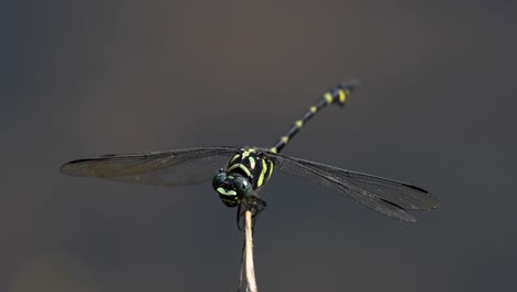 the common flangetail dragonfly is commonly seen in thailand and asia