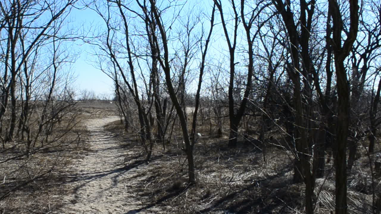 La strada tra gli alberi. La strada tra le canne.