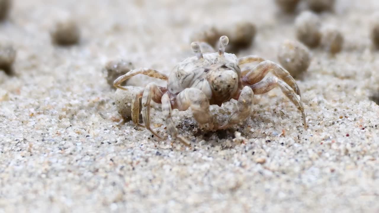 유령 크래브가 모래 해변에서 움직입니다.